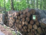 Lesy po leto�n� k�rovcov� sez�n�: Na Vyso�in� a na Morav� se situace m�rn� zlep�uje, v Libereck�m kraji naopak